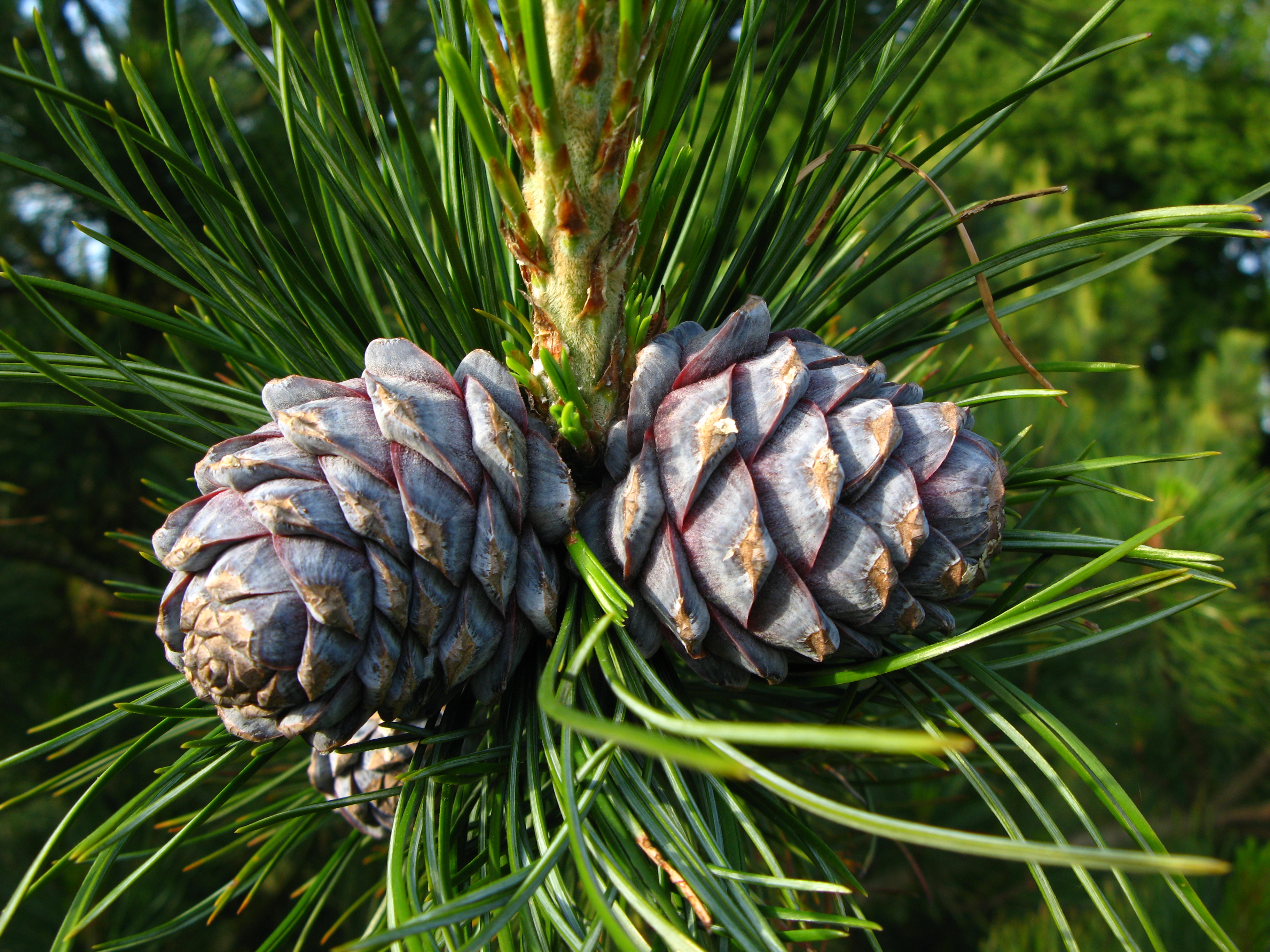 Фотография кедра. Сибирский кедр (Pinus sibirica du Tour). Сосна́ Сиби́рская Кедро́вая (Pínus sibírica). Кедр Сибирский Pinus sibirica. Кедровая Сибирская сосна и кедр это.