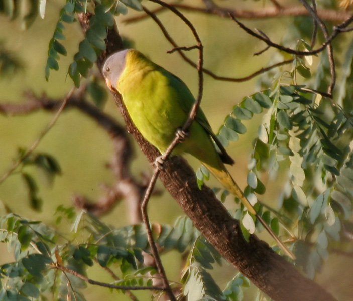 File:Plum-headed Parakeet (Psittacula cyanocephala) in Kawal WS, AP W IMG 2064.jpg