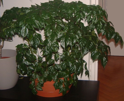 China doll plant in a pot at home. The strong green and curling leaves are typical features of china doll plants. 