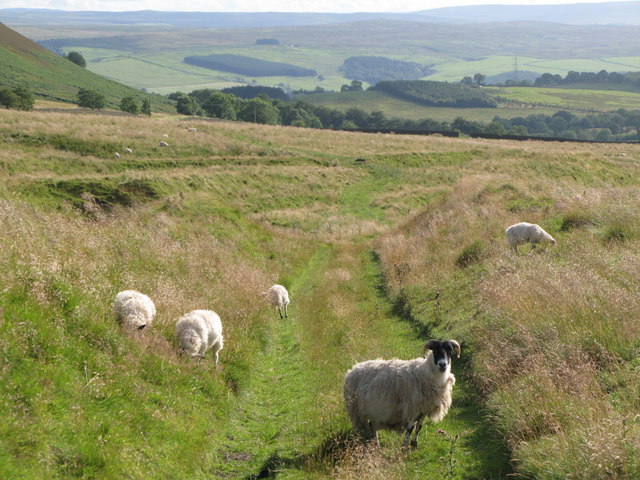File:Rough pastures west of Crindledykes lime kiln - geograph.org.uk - 1423917.jpg