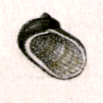 <i>Synaptocochlea caliginosa</i> Species of gastropod