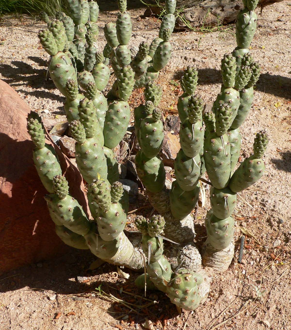 Tephrocactus - Wikipedija, prosta enciklopedija