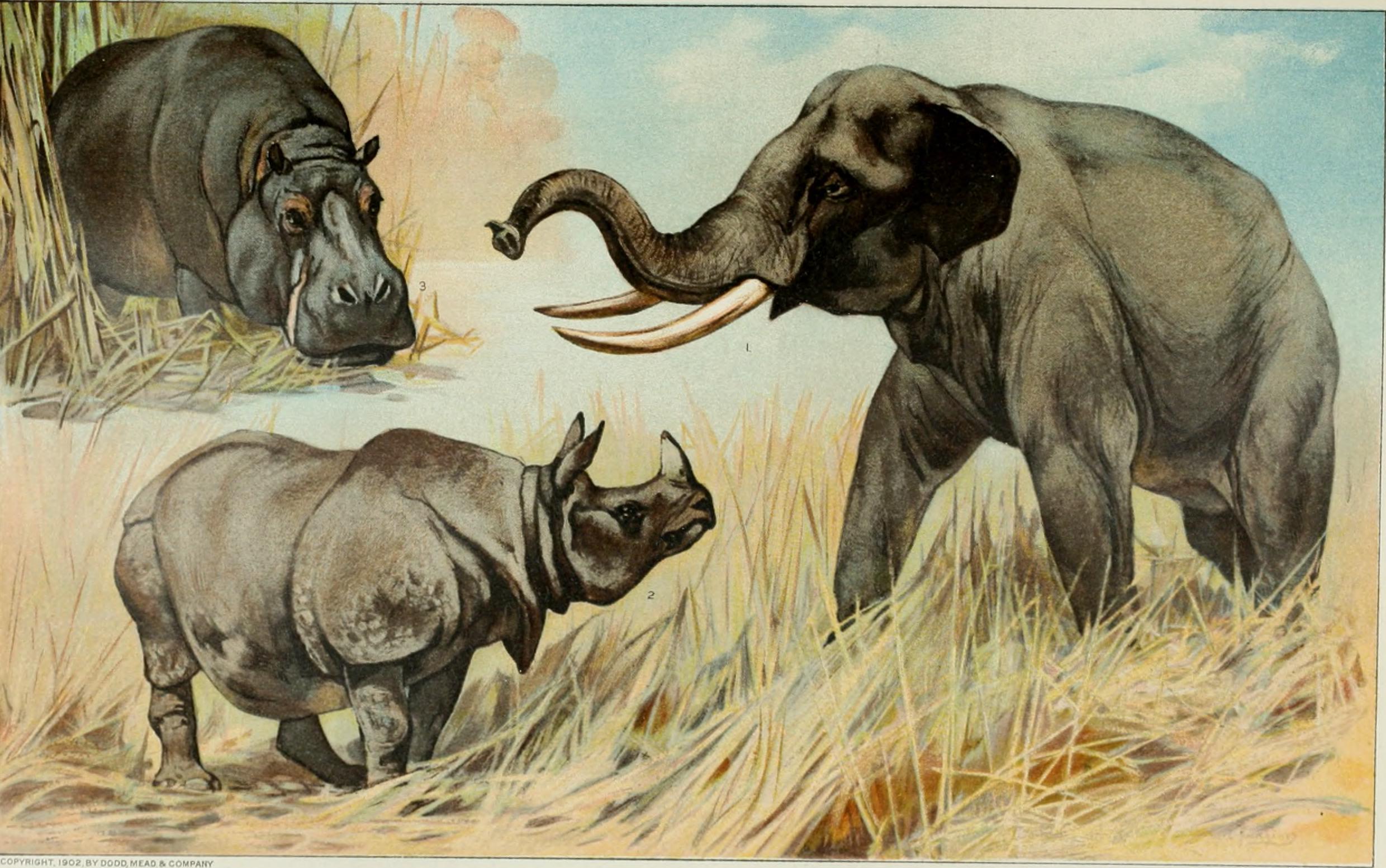 Носорог и осьминог носят десять пар. Elephas Maximus. Слоны и носороги. Птица носорог рисунок. Айболит слоны и носороги.