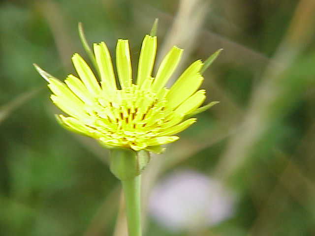 File:Tragopogon pratense1.jpg