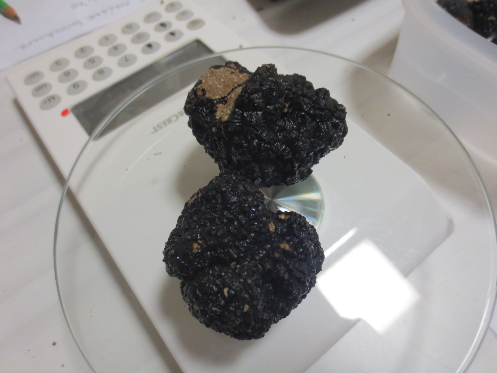 Truffes de Bourgogne - Tuber uncinatum 6