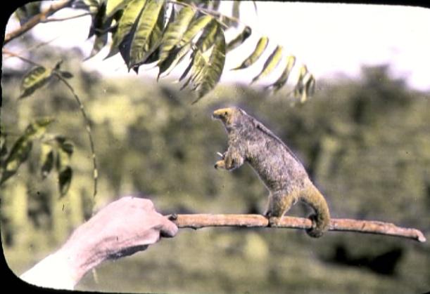 File:Two-toed anteater balanced on a stick.jpg