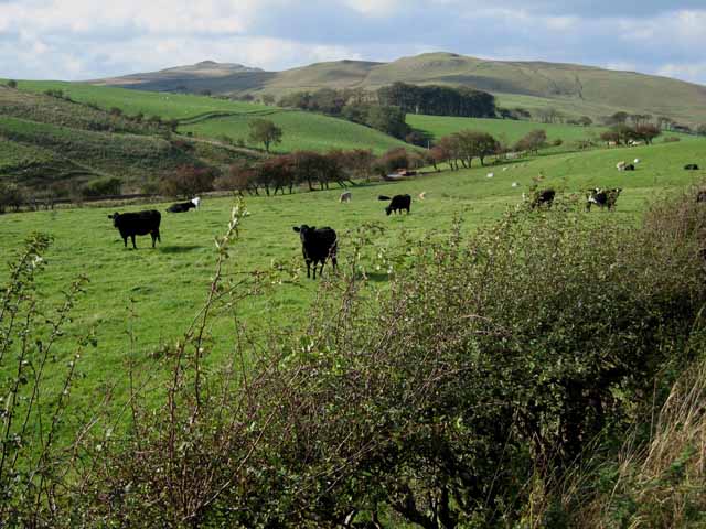 File:Valley of the Byne Hill Burn - geograph.org.uk - 330945.jpg