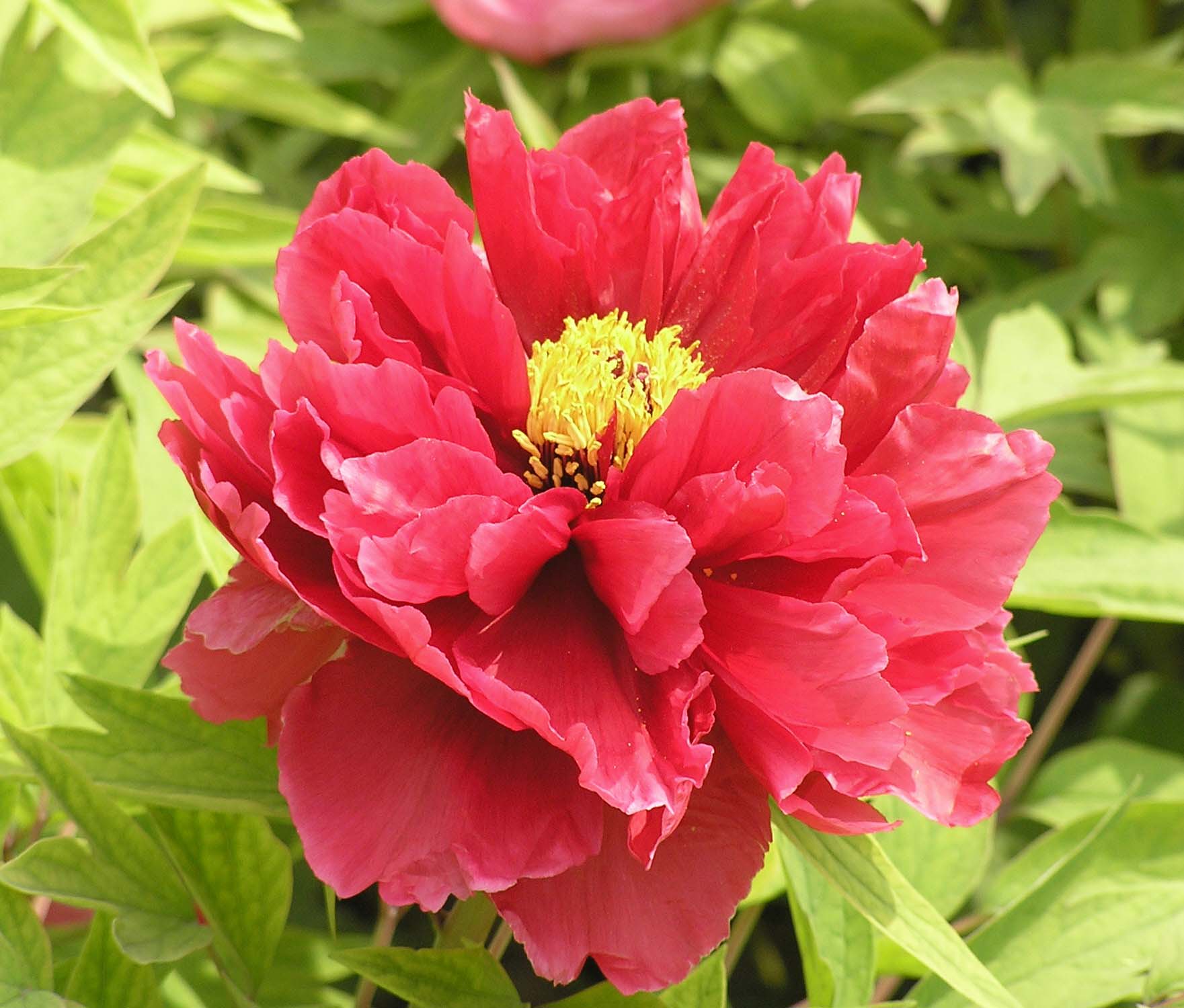 File:日本牡丹-芳紀 Paeonia suffruticosa Houki -洛陽神州牡丹園