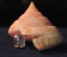 <i>Perotrochus maureri</i> Species of gastropod