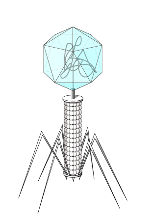 File:201202 phage.png