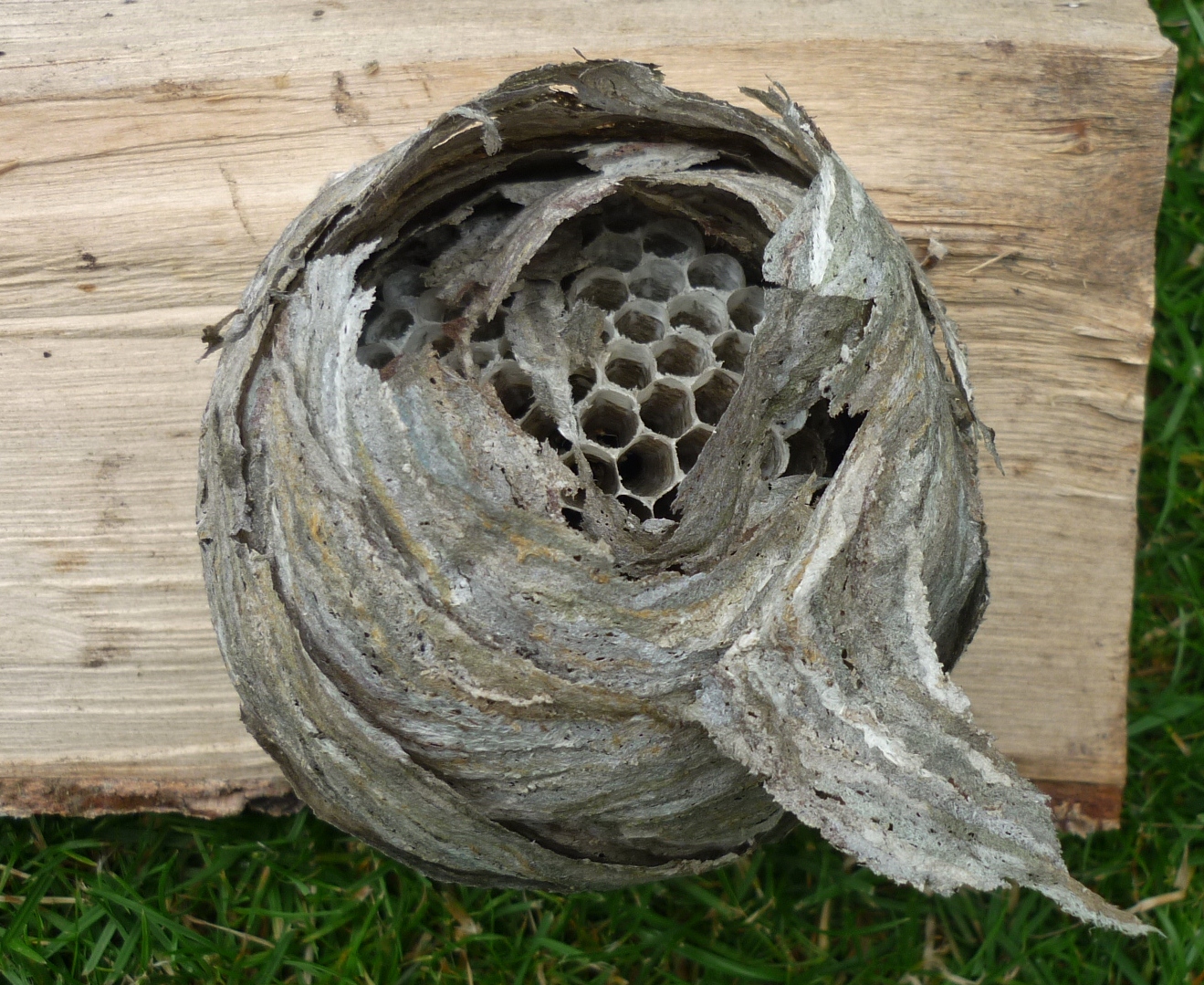 File Abandoned Wasps Nest Inside Opuszczone Gniazdo Os Od Srodka Jpg Wikimedia Commons