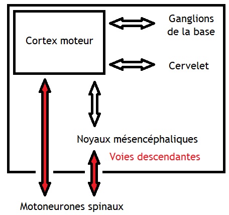 File:Aires cérébrales de la motricité volontaire.jpg