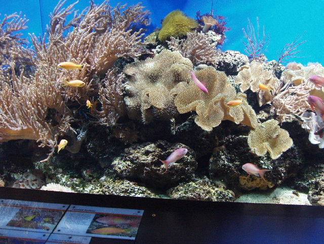 File:Aquarium with coral at London Zoo - geograph.org.uk - 823528.jpg