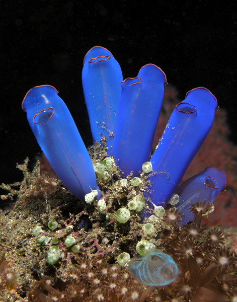 File:Ascidians.jpg