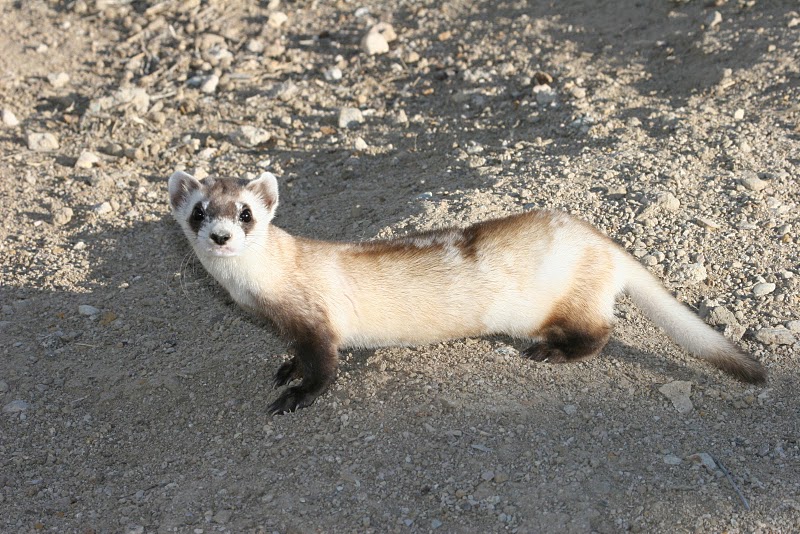 File:Black-footed Ferret (5244106059).jpg