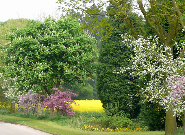 Blossom Time, near Kingswood, Staffordshire - geograph.org.uk - 803324