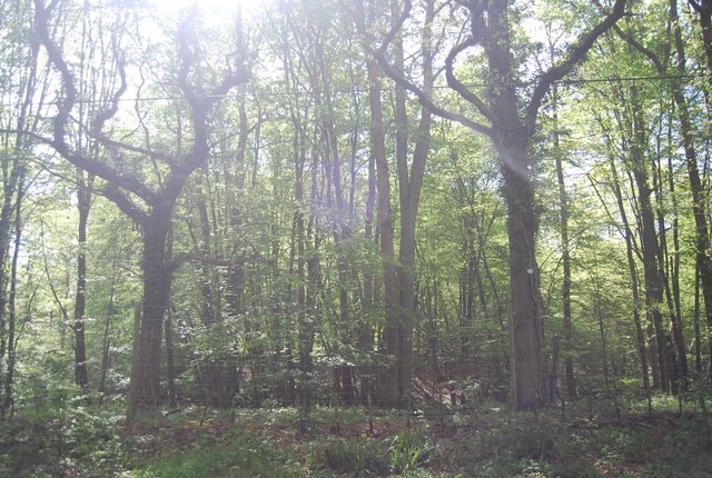 File:Brookhurst Wood - geograph.org.uk - 4027661.jpg