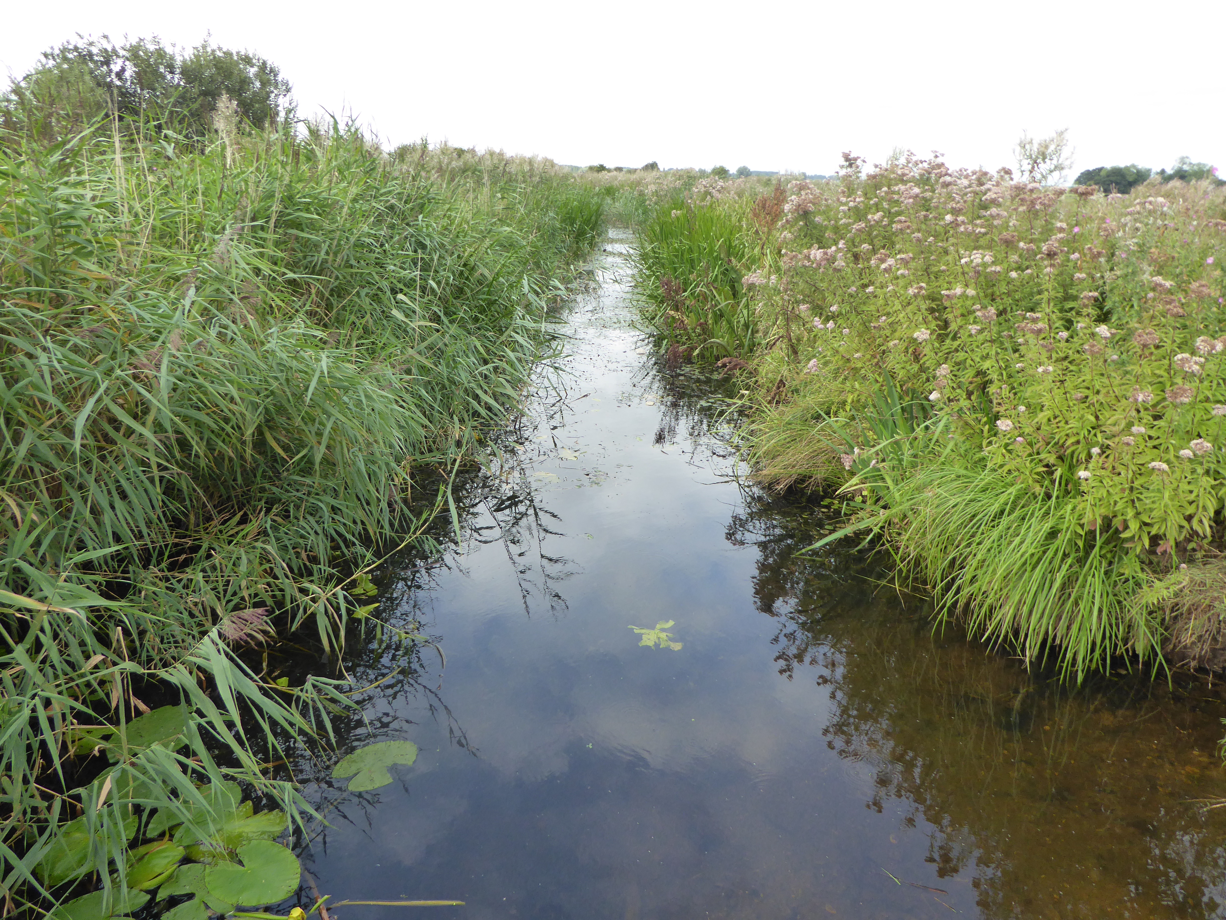 Burgh Common and Muckfleet Marshes