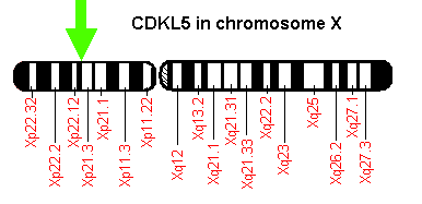 File:CDKL5 in X-chromosome.png