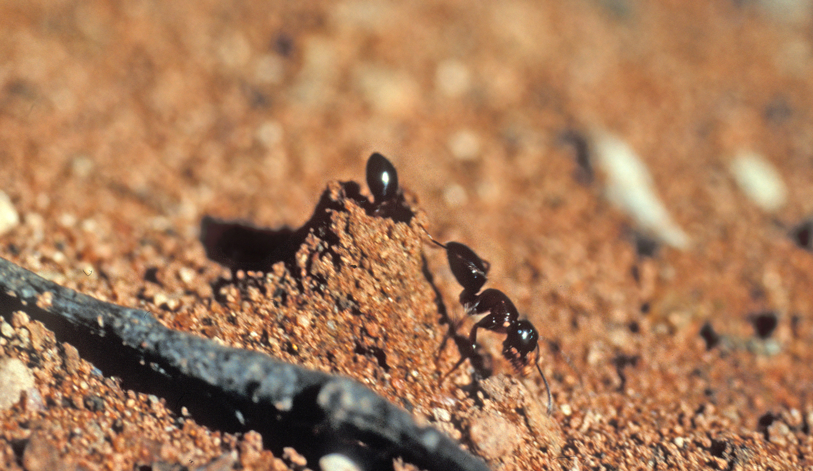 Пустынные муравьи. Муравей золотой сахар the Ants.