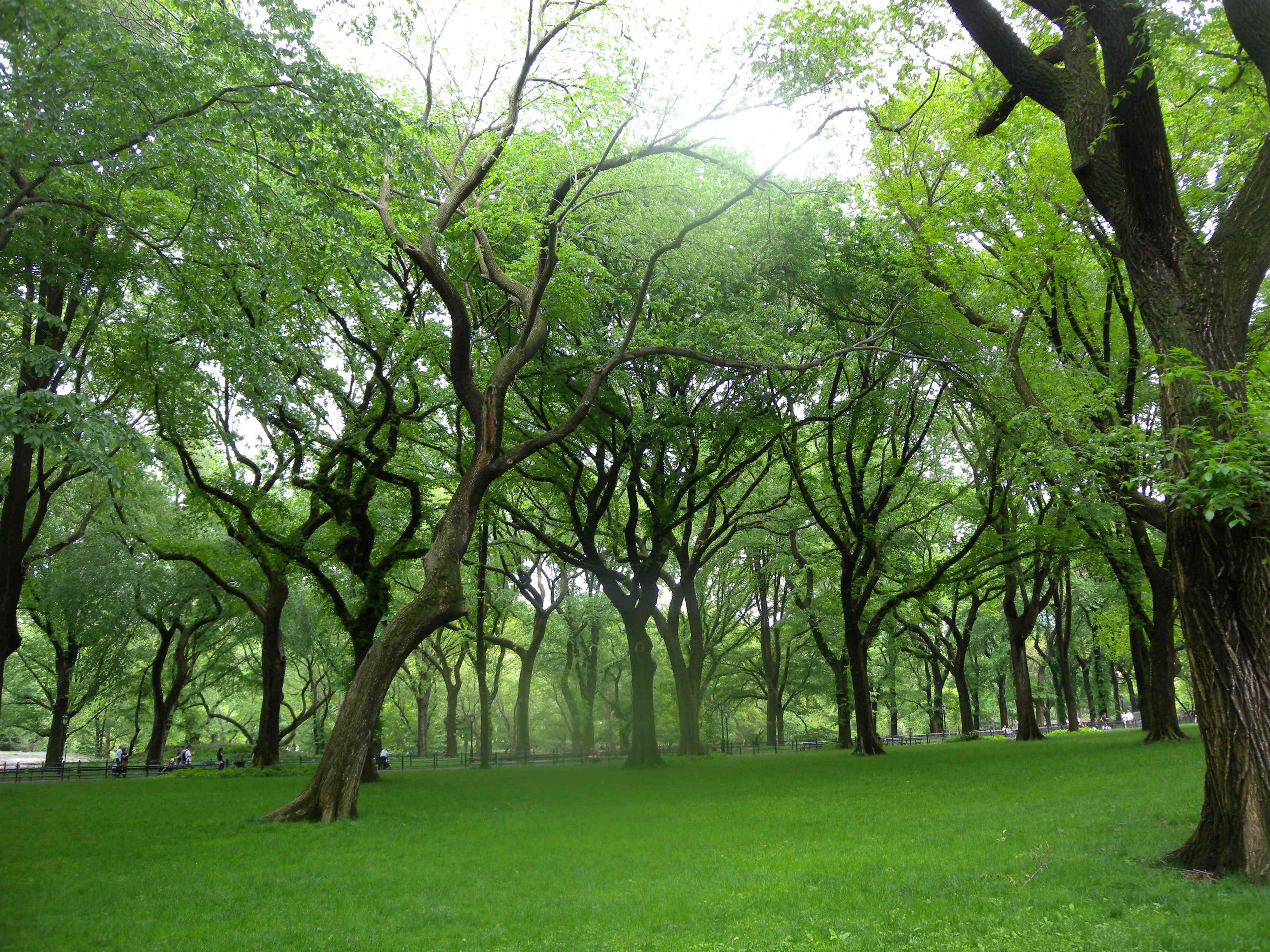 Деревья парков москвы