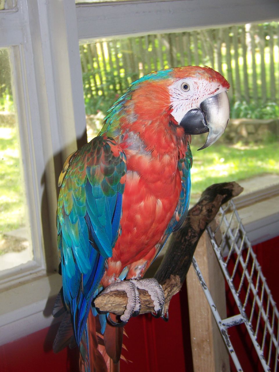 præambel at donere regional Catalina macaw - Wikipedia