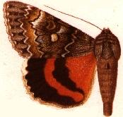 <i>Catocala briseis</i> species of moth