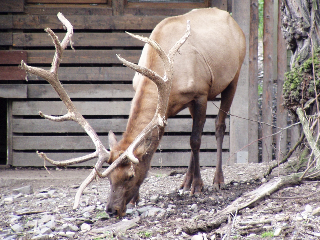 Лось 11. Cervus canadensis. Животные Манитобы. Вапити детеныш. Вапити драка.