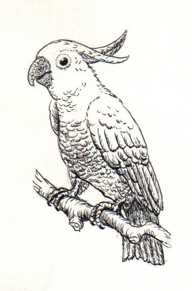 philippine cockatoo drawing