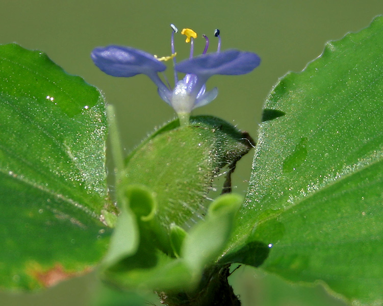 File:Commelina forsskalaei W IMG 1185.jpg