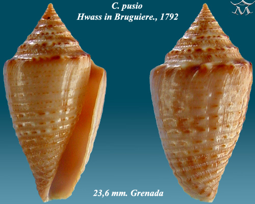 File:Conus pusio 1.jpg