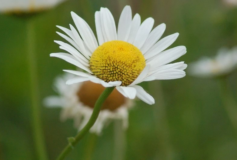 Of daisies pics