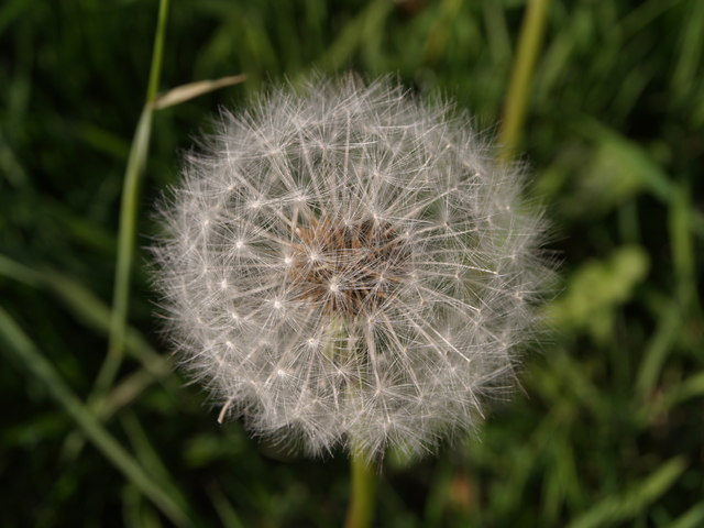 File:Dandelion clock, Owlpen - geograph.org.uk - 428122.jpg