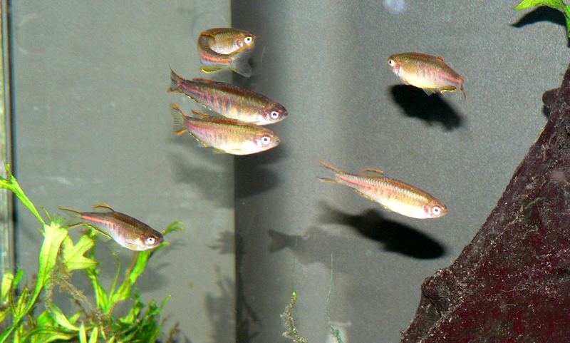 File:Danio-choprae.jpg