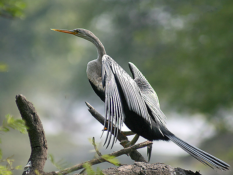 File:Darter I2-Bharatpur IMG 8101.jpg