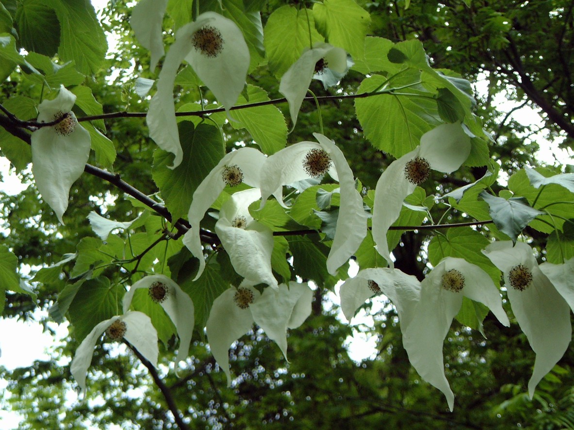 Blätter und Blüten des Taschentuchbaums