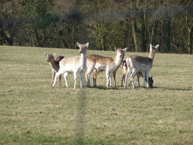 File:Deer grazing - geograph.org.uk - 1190388.jpg