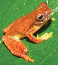 <i>Dendropsophus bipunctatus</i> Species of frog