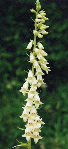 File:Digitalis viridiflora 2.jpg