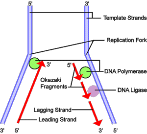 File:Dnareplication.png