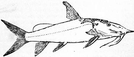 EB1911 Cat-fish Fig. 2.—Synodonus xiphias.jpg