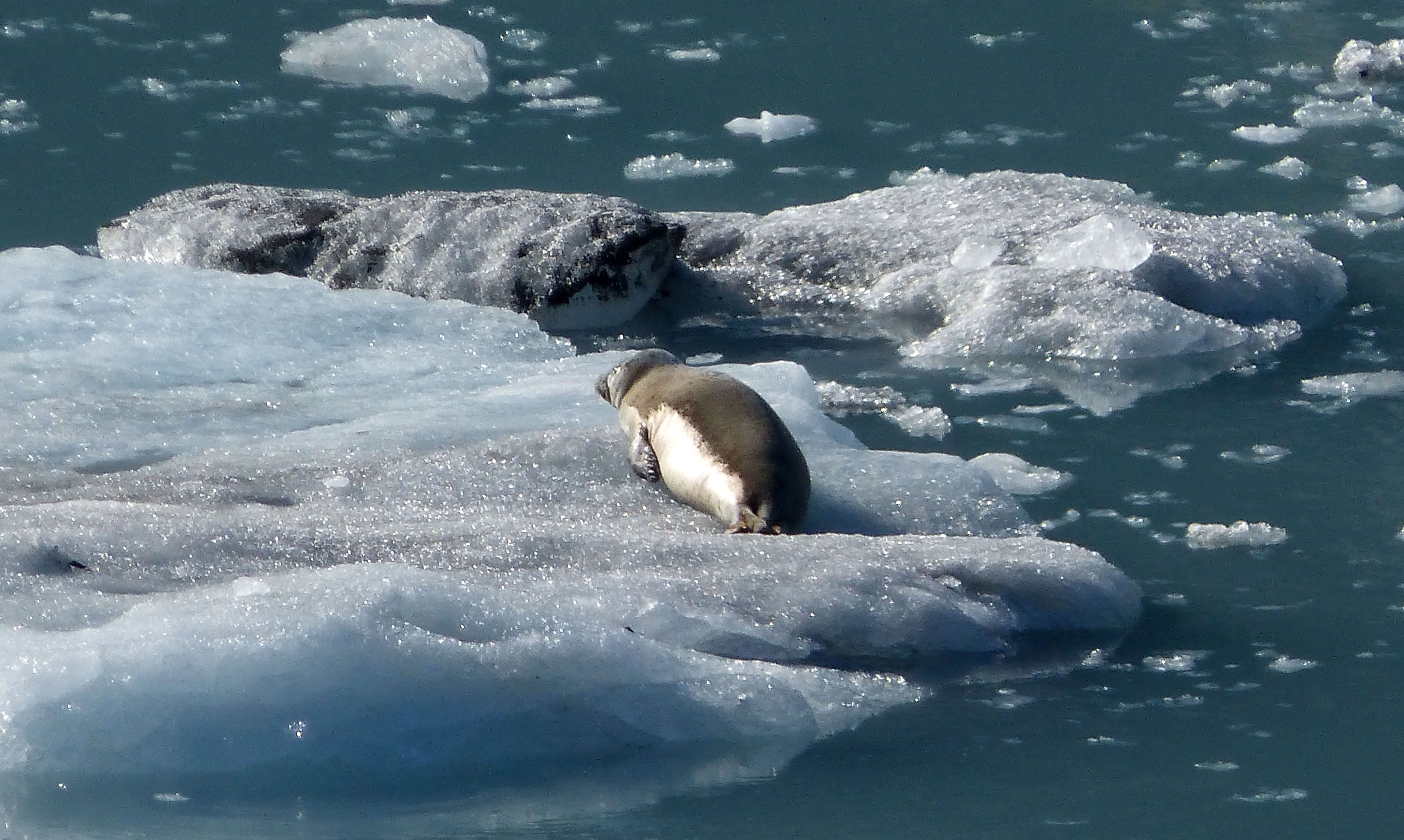 File:Arctic ice floe.jpg - Wikimedia Commons