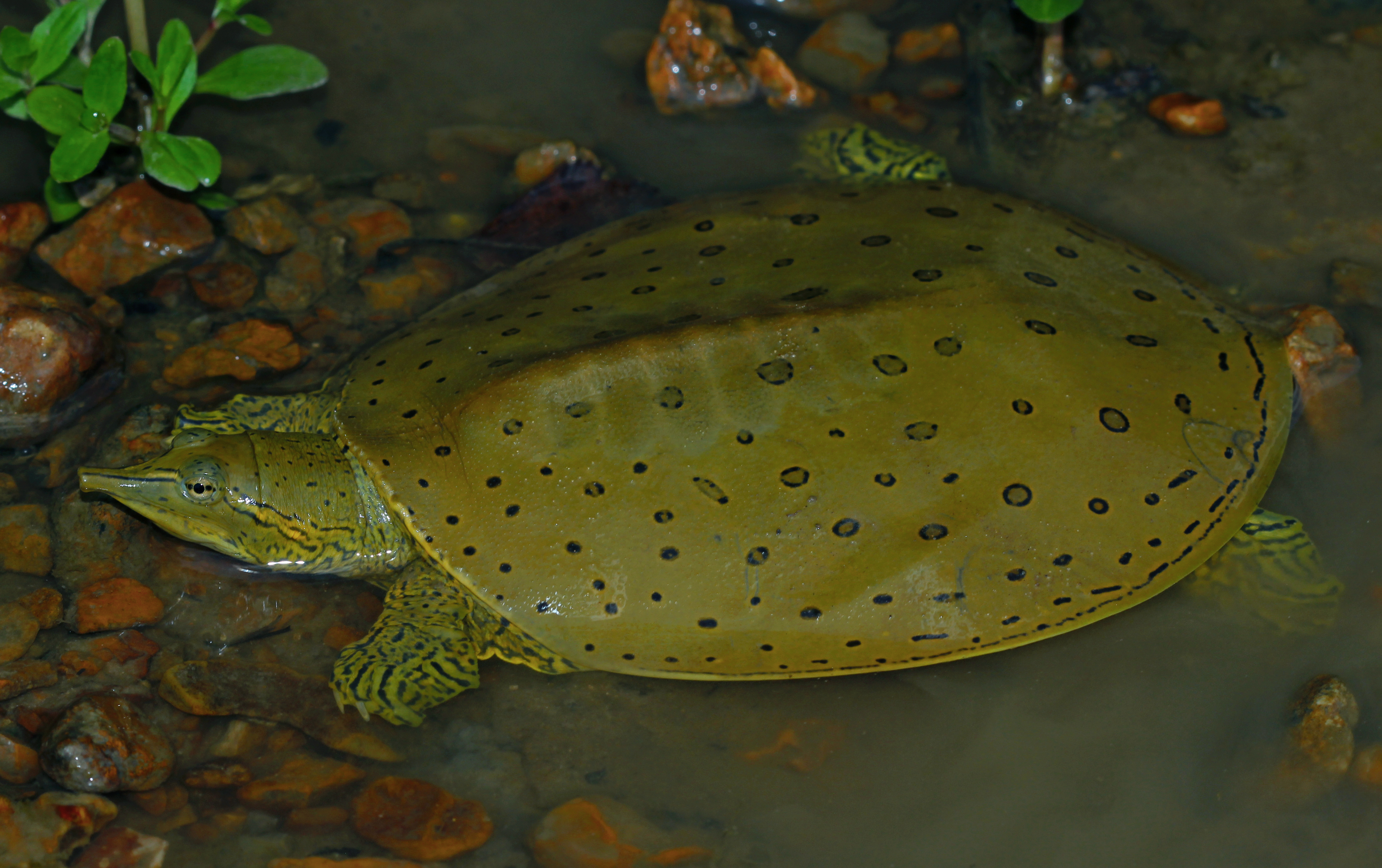 Northern spiny softshell turtle - Wikipedia