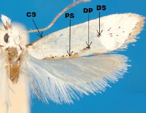 <i>Eucalantica ehecatlella</i> Species of moth