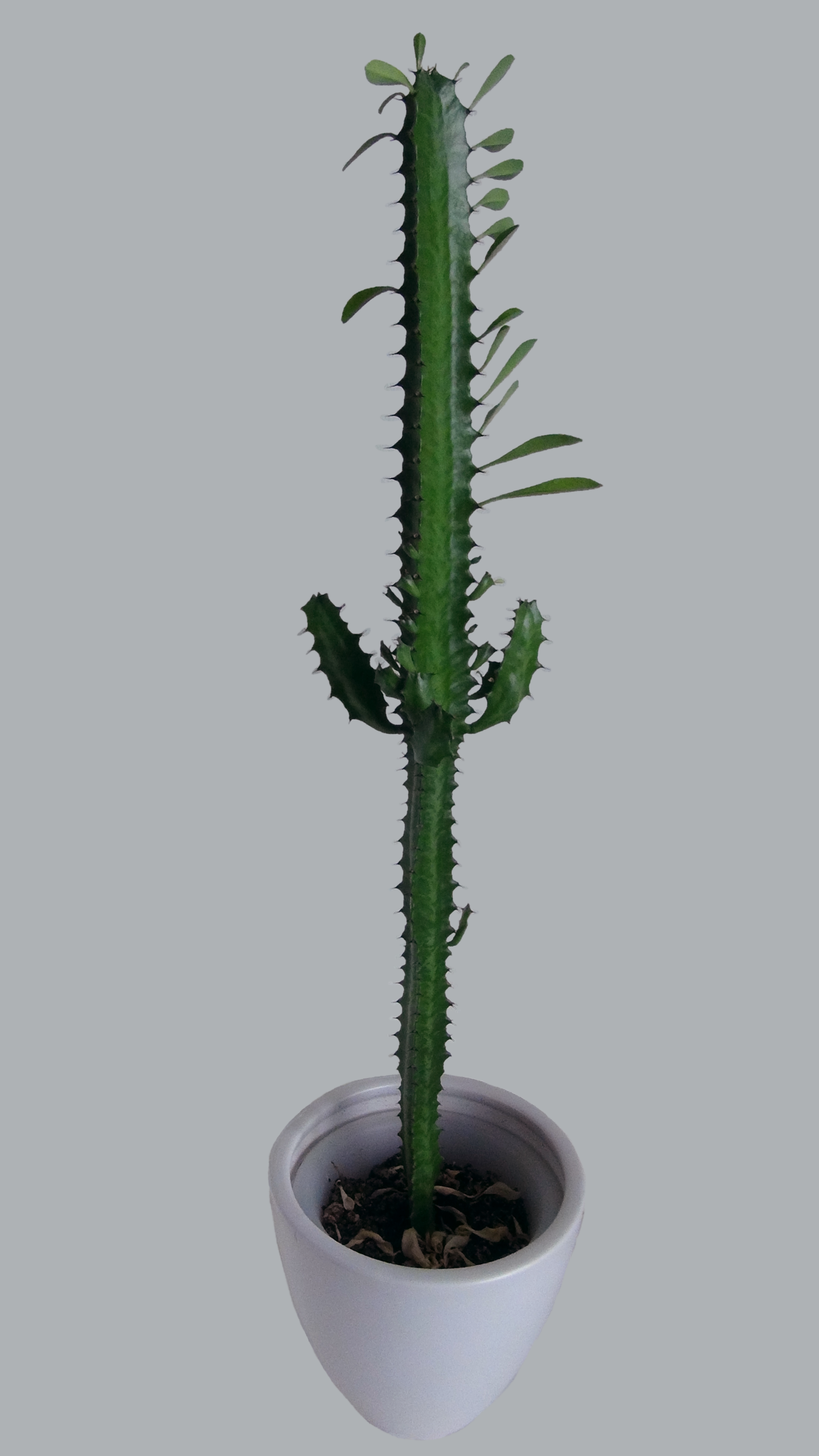 Euphorbia Trigono 