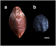 File:Fig9-Stereomicroscopy-of-yellow-foxtail-seed.jpg