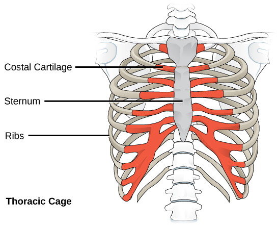 File:Figure 38 01 08.jpg