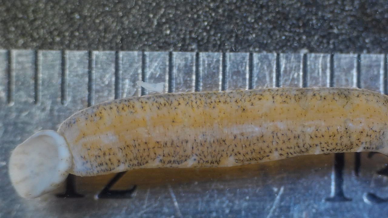 File:Fish Leech imported from iNaturalist photo 187530624 on 2 December  2022.jpg - Wikipedia