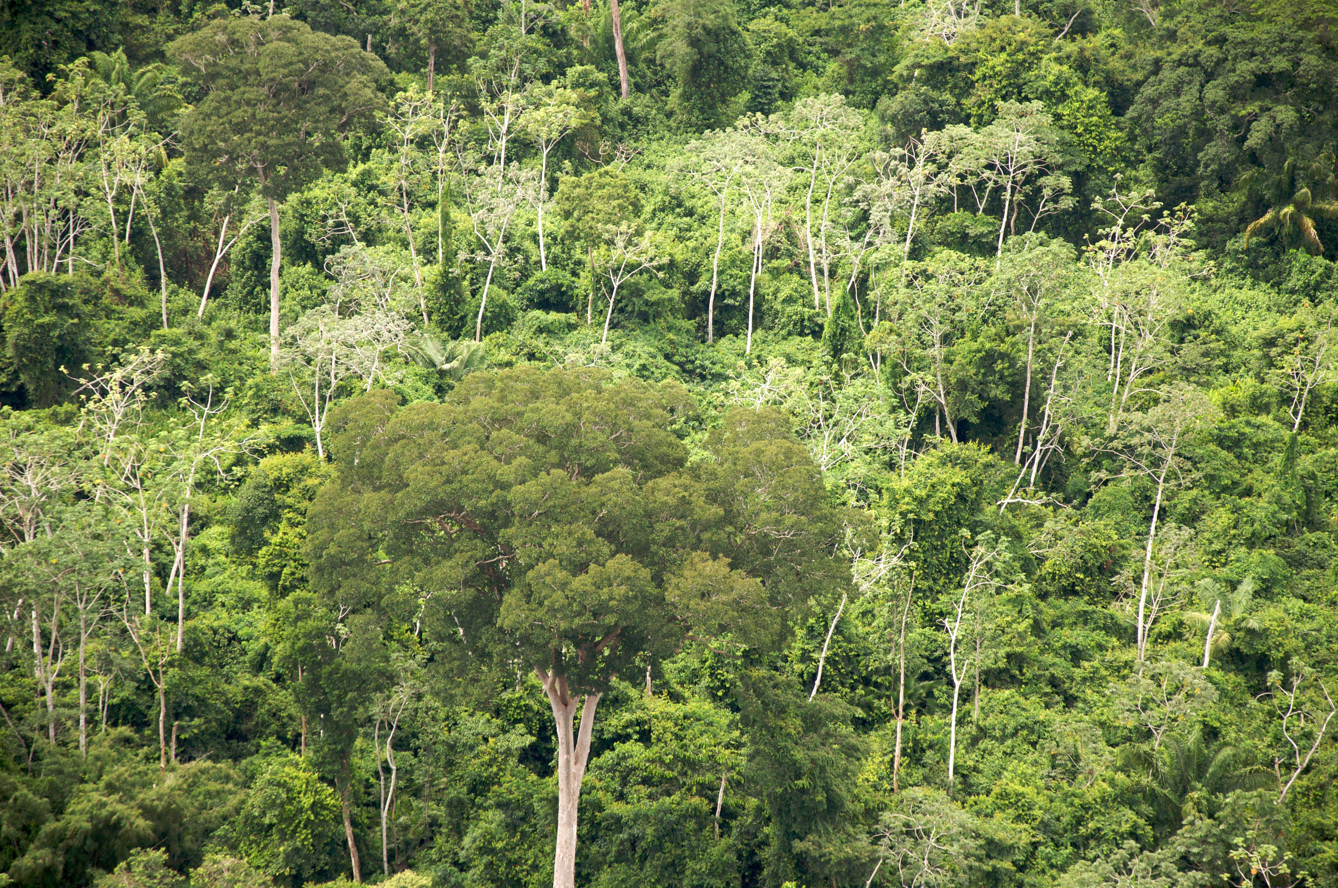 Chiquitano dry forests Wikipedia