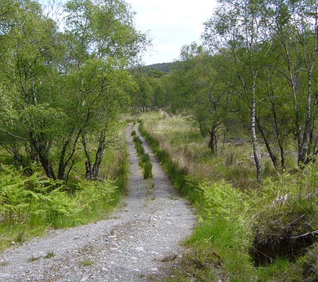 File:Forest track near the Scallastle River - geograph.org.uk - 456255.jpg